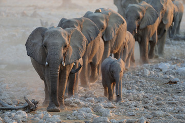 Fototapeta na wymiar Elefanten Herde, Etosha Nationalpark, Namibia