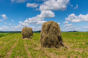 Field with haystacks. Rural landscape. Hey rolls on the field in Ukraine.