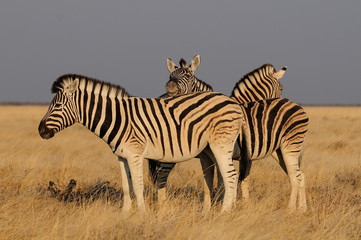 Fototapeta na wymiar Zebras in der Savanne, Etosha Nationalpark, Namibia