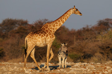Giraffe und Steppenzebra, Größenvergleich, Etosha Nationalpark, Namibia