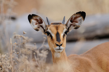 Schwarznasenimpala Portrait, Etosha Nationalpark, Namibia