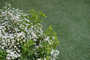 wedding flower decoration 