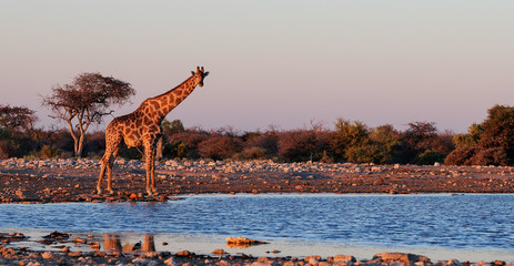Giraffe im Abdendlicht, Panorama, Etosha Nationalpark, Namibia