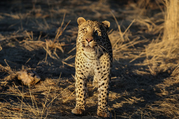 Plakat Leopard, schaut nach oben, Namibia
