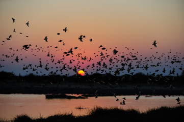 Blutschnabelweber Schwarm bei Sonnenuntergang, Etosha Nationalpark, Namibia