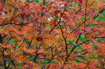 Eberesche im Herbst, Schweden