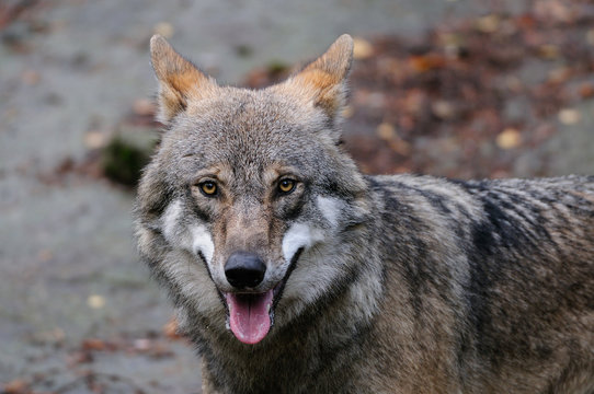 Wolf Portrait, Schweden