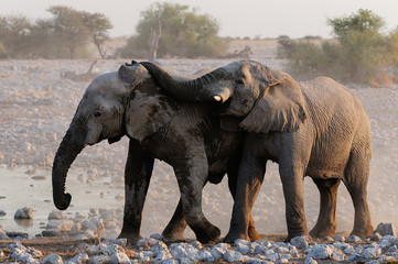 Elefanten Rangelei, Etosha Nationalpark, Namibia