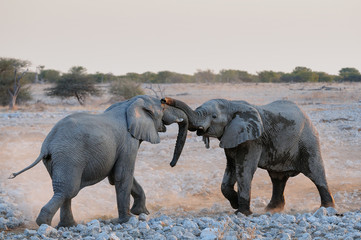 Elefanten Streit, Etosha Nationalpark, Namibia