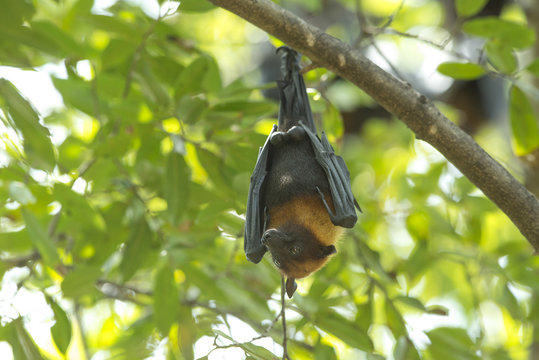 Bats hanging upside down (Lyle's flying fox)