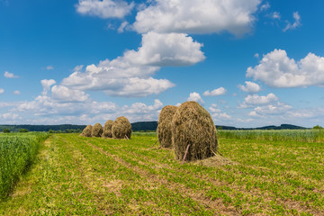 Field with haystacks. Rural landscape. Hey rolls on the field in Ukraine.