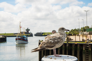 M&ouml;we im Hafen von B&uuml;sum