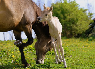 Naklejka na ściany i meble using the mother as a brush, palomino foal trying to get off the flies by rubbing at it´s mother