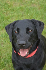 Labrador Luna Augenkontakt