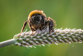 Hummel © Andre