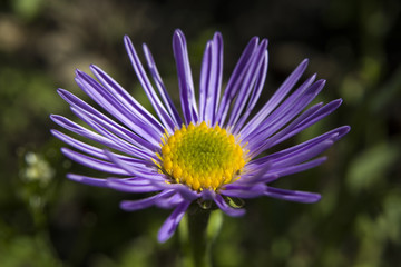 Purple flower, aster