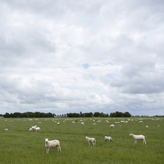 Fototapeta premium sheep graze in green grassy meadow near Emmeloord in the netherlands