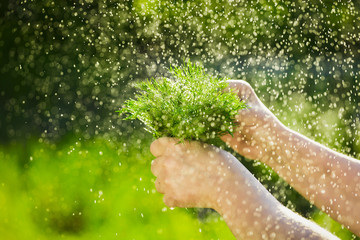 Close-up of a farmer's hand holding a bunch of fresh green dill on a background of washed greens.