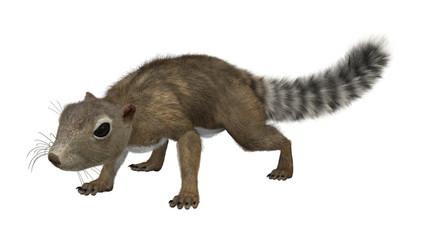 Obraz premium 3D Rendering Gambian Sun Squirrel on White