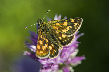 Brown yellow butterfly on a garlic flower