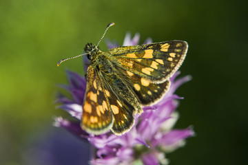 Brown yellow butterfly on a garlic flower