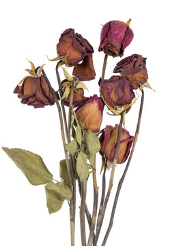 Fototapeta dead roses isolated on white background