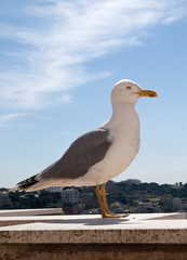 Fototapeta premium Italien