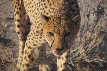 Hungry cheetah