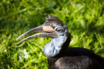 Wild raven with a big beak on the nature