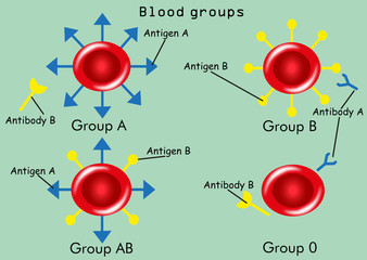 Blood groups (types) with antibodies and antigens 