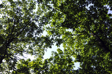 Il cielo tra i rami