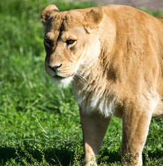 Obraz na płótnie Canvas Lioness on the grass in the wild