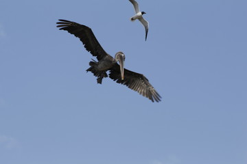 Pelican