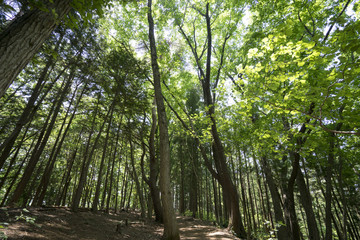 陣馬山　森林浴
