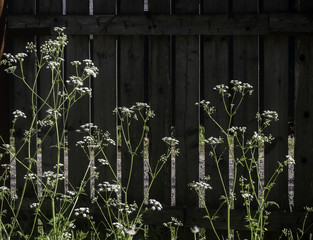 Flowers on fence backdrop
