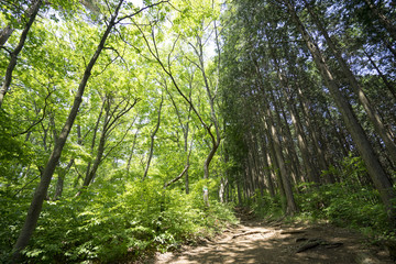 陣馬山　大自然
