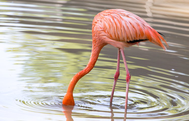 Pink flamingo on a pond in nature