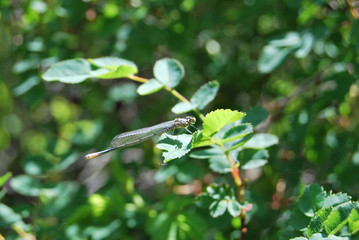 Dragonfly with transparent wings on a rose hips on a sunny day