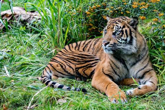 sumatra tiger portrait close up while looking at you