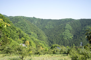 陣馬山　緑
