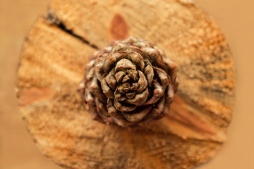 Pine cone on the wooden background, top view.
