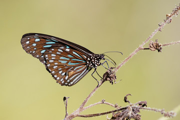 Image of a butterfly (The Pale Blue Tiger) on nature background. Insect Animal