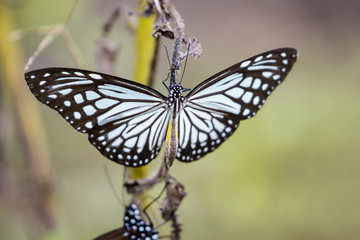 Image of a butterfly (The Pale Blue Tiger) on nature background. Insect Animal