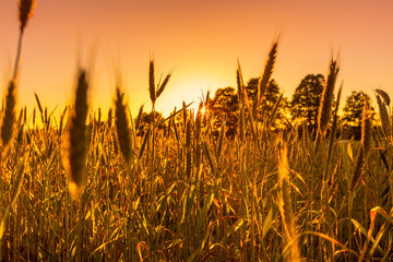 Kornfeld Abend Spätsommer Landwirtschaft Gegenlicht stimmungsvoll Sonnenuntergang Altweibersommer...