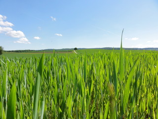 farmlands in Oberglatt, Switzerland