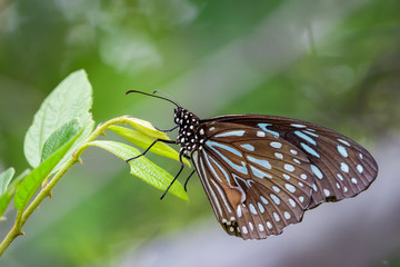 Image of a butterfly (The Pale Blue Tiger) on nature background. Insect Animal