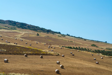 Obraz premium Yellow wheat grain ready for harvest growing in a farm field