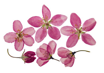 Pressed and dry bright pink flowers  of apple. Isolated