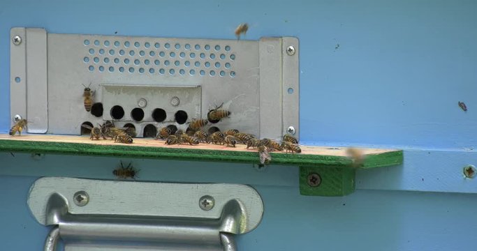 Sciame di api entra ed esce da arnia con il polline