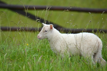 Lamm